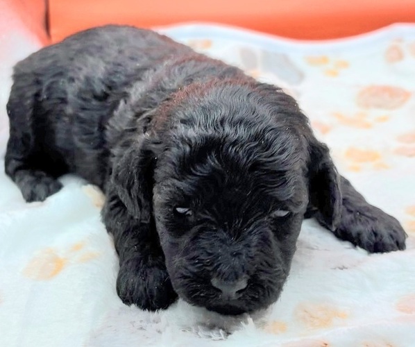 Medium Photo #1 Poodle (Miniature) Puppy For Sale in BLUE MOUND, TX, USA