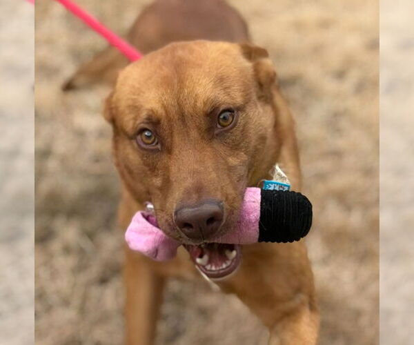 Medium Photo #4 Unknown-Vizsla Mix Puppy For Sale in Yardley, PA, USA