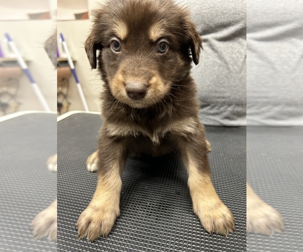 Medium Photo #12 Aussiedoodle Puppy For Sale in INDIANAPOLIS, IN, USA