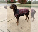 Small Photo #1 Doberman Pinscher Puppy For Sale in PECK, KS, USA