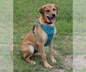 Black Mouth Cur-Labrador Retriever Mix Dogs for adoption in Bandera, TX, USA