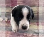 Puppy Black and White Border Collie