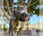 Small Mastiff