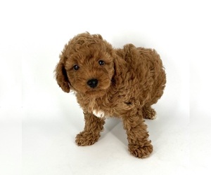 Poodle (Toy) Puppy for Sale in BATESBURG, South Carolina USA