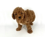 Small Photo #1 Poodle (Toy) Puppy For Sale in BATESBURG, SC, USA