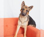 Small Photo #5 German Shepherd Dog-Unknown Mix Puppy For Sale in Los Angeles, CA, USA