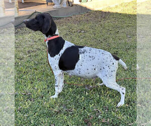 Mother of the German Shorthaired Pointer puppies born on 11/14/2024