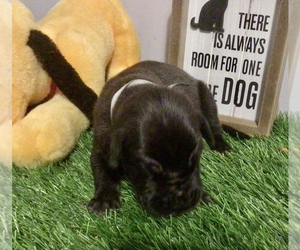 Great Dane Puppy for sale in BANGOR, WI, USA