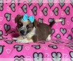 Small Photo #10 Cowboy Corgi Puppy For Sale in LAKELAND, FL, USA