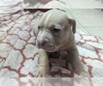 Small #9 American Bully