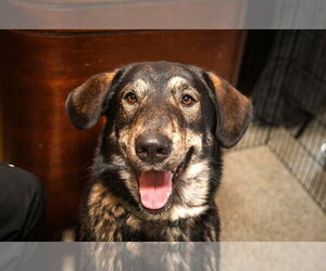 Mutt Dogs for adoption in St. Louis Park, MN, USA