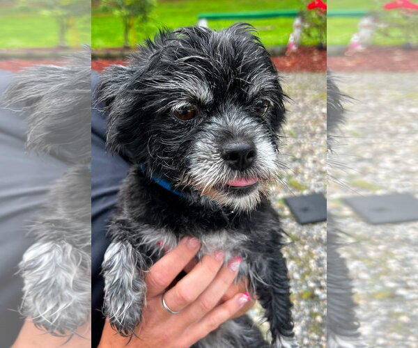 Medium Photo #1 Mutt Puppy For Sale in Berlin, MD, USA
