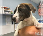 Small #1 Dachshund-Pointer Mix