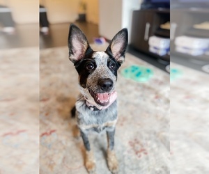 Australian Shepherd-Texas Heeler Mix Puppy for sale in HARRISONBURG, VA, USA