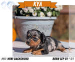Small #11 Dachshund