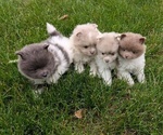 Small Photo #47 Pomeranian Puppy For Sale in GOSHEN, IN, USA
