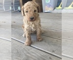 Small Photo #1 Goldendoodle Puppy For Sale in BUFFALO, MO, USA