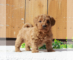 Small Photo #1 Labradoodle-Poodle (Miniature) Mix Puppy For Sale in BIRD IN HAND, PA, USA