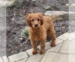 Small Photo #7 Goldendoodle Puppy For Sale in GAP, PA, USA