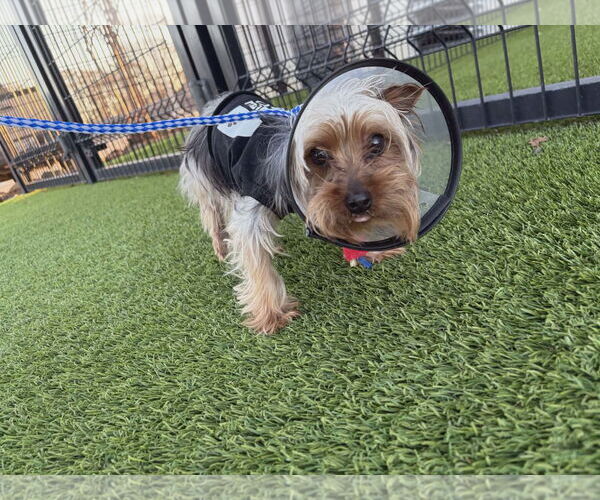 Medium Photo #3 Mutt Puppy For Sale in Spring, TX, USA