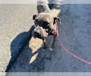 Staffordshire Bull Terrier-Unknown Mix Dogs for adoption in HESPERIA, CA, USA