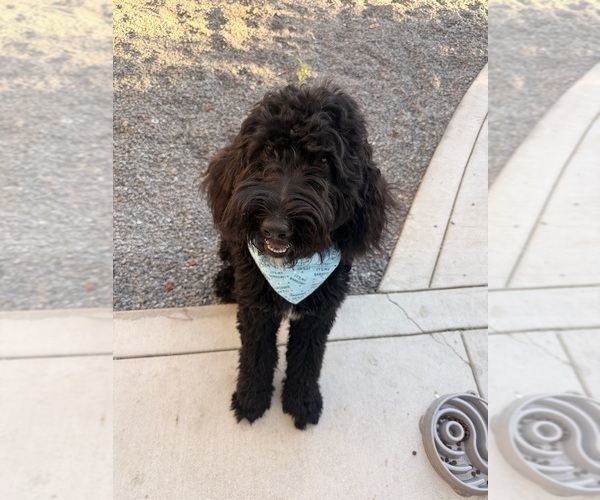 Medium Photo #1 Bernedoodle Puppy For Sale in WINDSOR, CA, USA