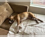 Small #2 Boxer Mix