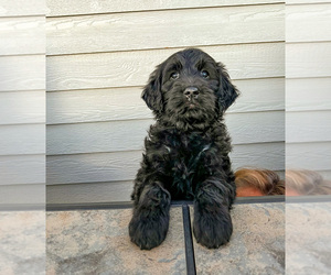 Goldendoodle Puppy for sale in GOLDEN, CO, USA