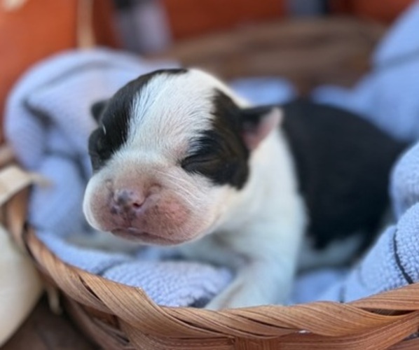 Medium Photo #1 Boston Terrier Puppy For Sale in HICKORY, NC, USA