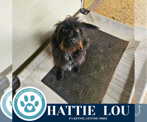 Mutt Dogs for adoption in Kimberton, PA, USA