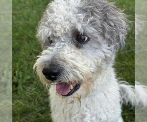 Poodle (Miniature)-Unknown Mix Dogs for adoption in San Diego, CA, USA