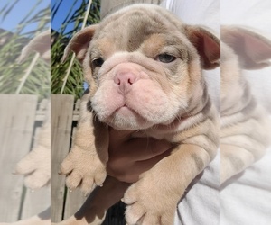English Bulldog Puppy for sale in POPLAR, CA, USA