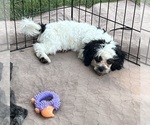 Oreo - Male Shih Tzu Puppy for Sale - Photo #2