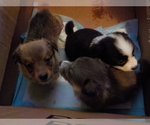 Small Photo #46 Australian Shepherd-Pembroke Welsh Corgi Mix Puppy For Sale in GALLEGOS, NM, USA