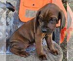 Small #3 Redbone Coonhound