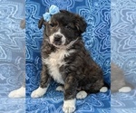 Small #1 Border Collie Mix