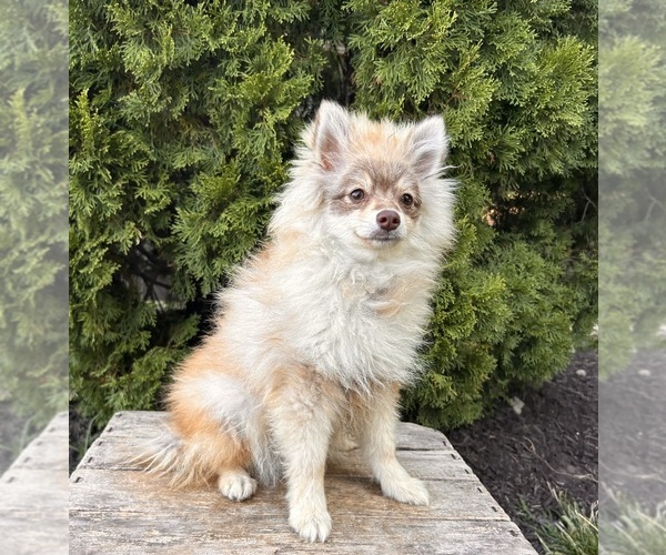 Medium Photo #5 Pomeranian Puppy For Sale in MIDDLEBURY, IN, USA