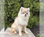 Small #4 Pomeranian