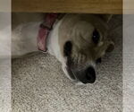 Small #31 American Pit Bull Terrier Mix