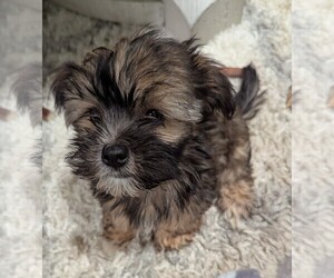 Havashire-Mal-Shi Mix Puppy for sale in FLEMING ISLAND, FL, USA