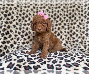 Cockapoo (Miniature) Puppy for sale in LAKELAND, FL, USA