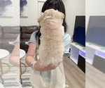 Small #8 Maltipoo