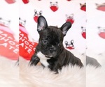 Small Photo #7 French Bulldog Puppy For Sale in FAIR GROVE, MO, USA