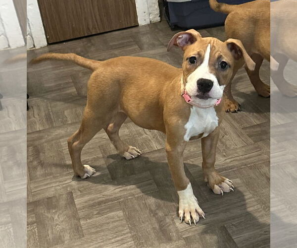 Medium Photo #4 American Pit Bull Terrier-Bulldog Mix Puppy For Sale in Staten Island, NY, USA