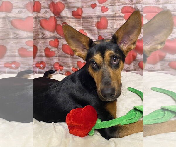 Medium Photo #6 Mutt Puppy For Sale in Hillsboro, MO, USA