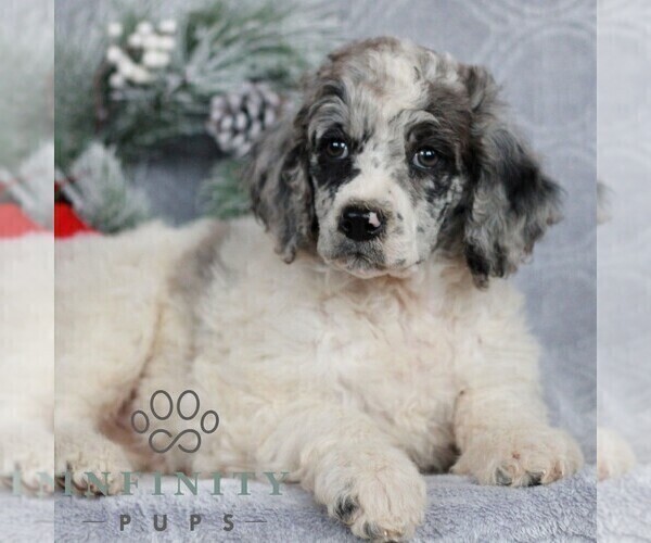 Medium Photo #4 Poodle (Standard) Puppy For Sale in LANCASTER, PA, USA