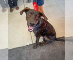 Small #12 Labrador Retriever Mix