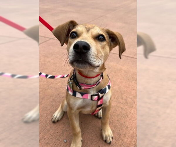 Medium Photo #6 Labrador Retriever-Staffordshire Bull Terrier Mix Puppy For Sale in Bellevue, WA, USA