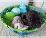 Small Photo #12 Buggs Puppy For Sale in WEST PLAINS, MO, USA