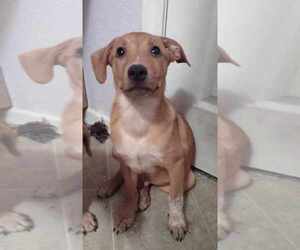 Mutt Dog for Adoption in AVENAL, California USA